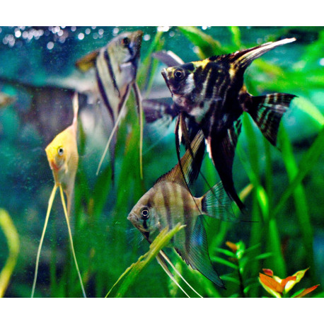 Pterophyllum scalare assort. de scalaires (m)-3.5-4 cm