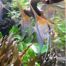 Pterophyllum scalare Manacapuru Red Beck 4-5 cm