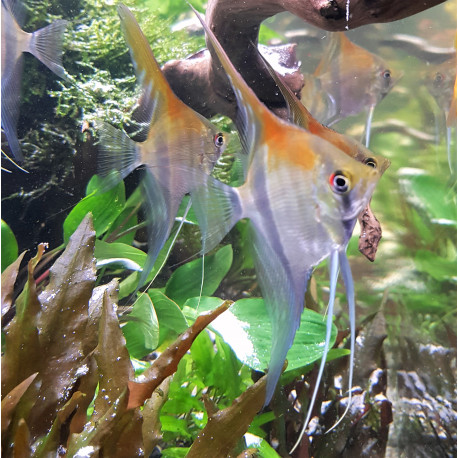 Pterophyllum scalare Manacapuru Red Beck 4-5 cm