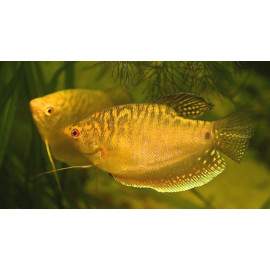 Gourami dore 5 cm trichogaster tricopterus