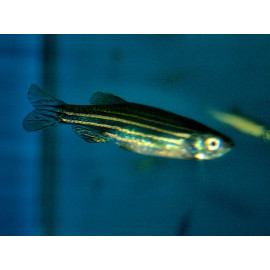 Brachydanio rerio danio zebre (ml) 3.5 cm