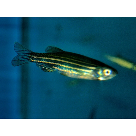 Brachydanio rerio danio zebre (ml) 3.5 cm