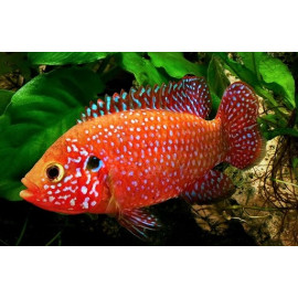 Hemichromis lifalili cichlide bijou rouge sang (m) 3-4 cm