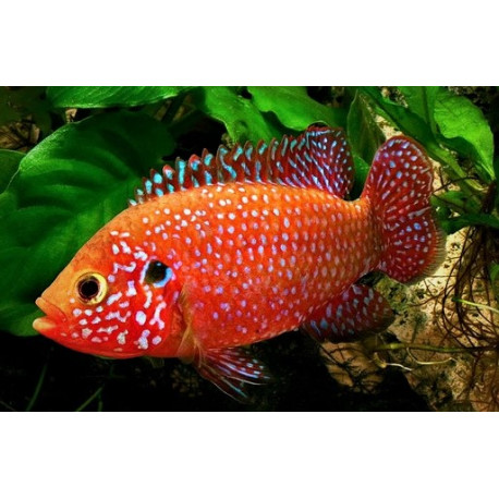 Hemichromis lifalili cichlide bijou rouge sang (m) 3-4 cm