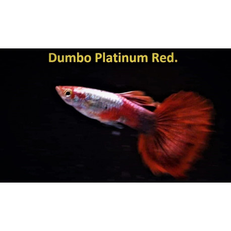 Guppy male dumbo platinium red (l) 4.00 cm poecilia reticulata