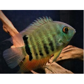 Cichlasoma Severum 4-4.5 cm