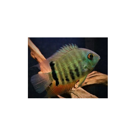 Cichlasoma Severum 4-4.5 cm