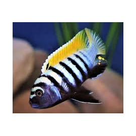 Cynotilapia afra yellow reef (m) 4-5 cm