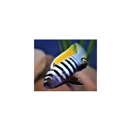 Cynotilapia afra yellow reef (m) 4-5 cm