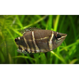 Sphaerichthys osphromenoides gourami chocolat (ml) 3-4 cm