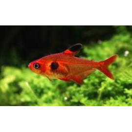 Megalamphodus sweglesi tetra fantome rouge (m) 2.5 cm