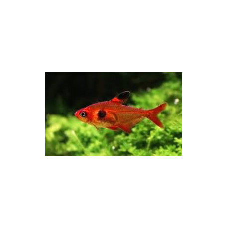 Megalamphodus sweglesi tetra fantome rouge (m) 2.5 cm