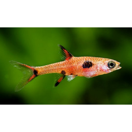 Rasbora maculata -- rasbora nain a points (m) 1.50 cm