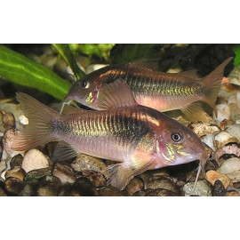 Corydoras aeneus -- corydoras bronze  2.75 cm