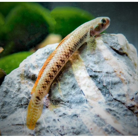 Stiphodon SP Goby Red Neon (Sumatra) 5-6 cm