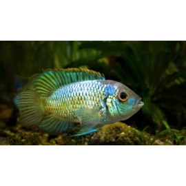 Nannacara Anomala Blue Neon 3.5-4 cm