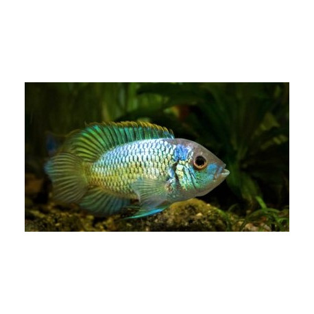 Nannacara Anomala Blue Neon 3.5-4 cm