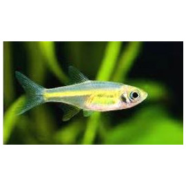 Rasbora kubotai -- 1.5 cm