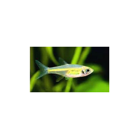 Rasbora kubotai -- 1.5 cm