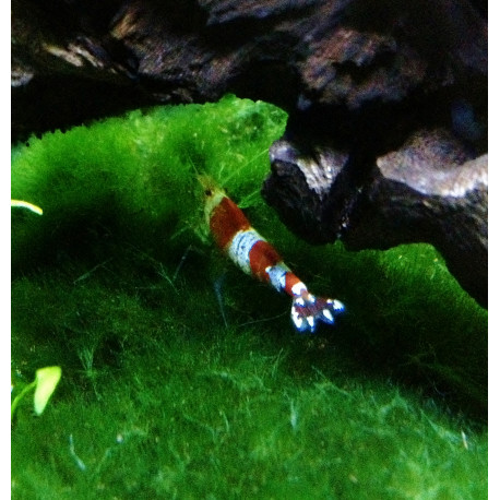 Caridina cantonensis crevette red crystal (m) 1.50 cm