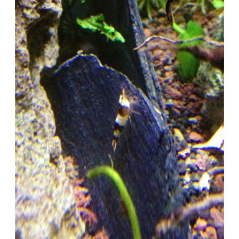 Caridina cantonensis  black crystal (m) 1.5 cm