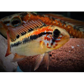 Apistogramma viejeta 2 (ml) 3-4 cm