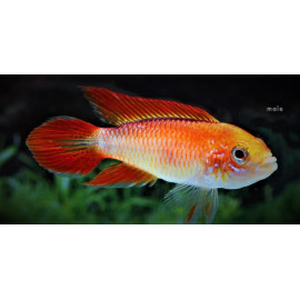 Apistogramma Agassizi Red Fire 3-3.5 cm