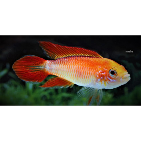 Apistogramma Agassizi Red Fire 3-3.5 cm