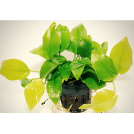 Anubias nana gold en pot