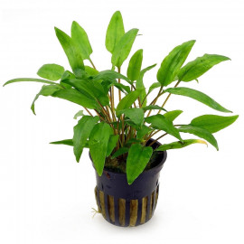 Cryptocoryne wendtii green en pot