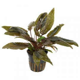 Cryptocoryne wendtii 'tropica en pot