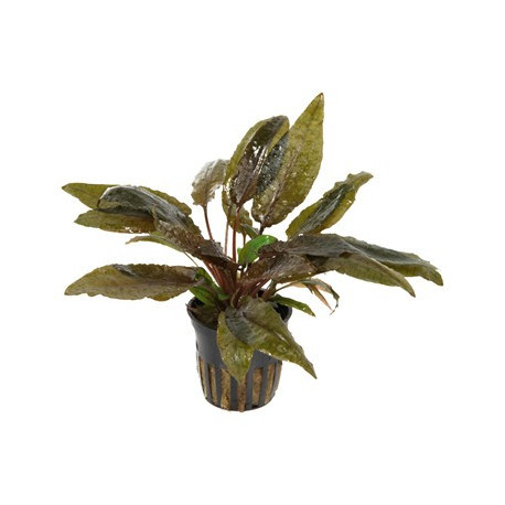 Cryptocoryne wendtii 'tropica en pot