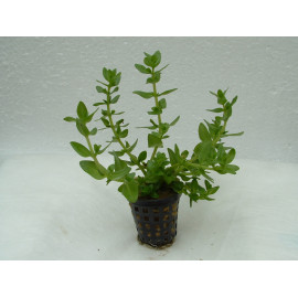 Bacopa caroliana en pot