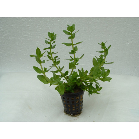 Bacopa caroliana en pot