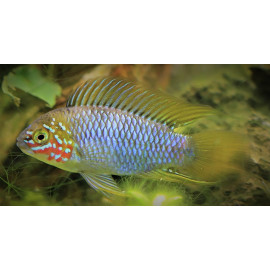 Apistogramma opal (m) 4.00 cm