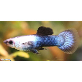 Guppy male panda  2.5-3 cm poecilia reticulata