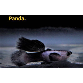Guppy male panda  2.5-3 cm poecilia reticulata