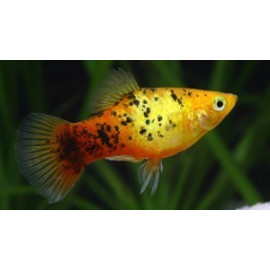 Platy calico  3.00 cm xiphophorus maculatus