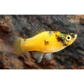 Platy bumble bee (m) 3.00 cm xiphophorus maculatus