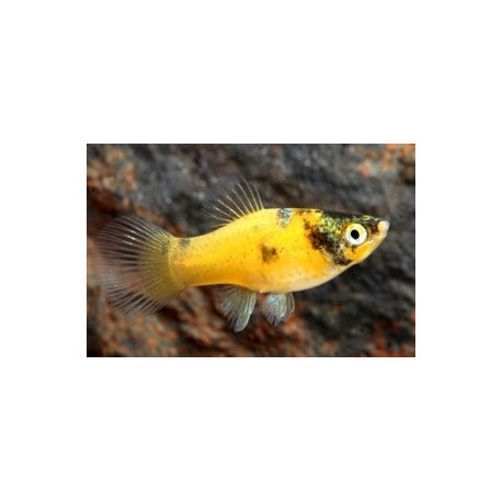 Platy bumble bee (m) 3.00 cm xiphophorus maculatus