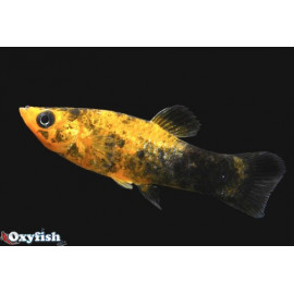 Molly poussiere d'or gold dust 4.5 cm poecilia sphenops