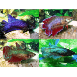 Combattant femelle assortiment de couleurs 4.00 cm betta splendens