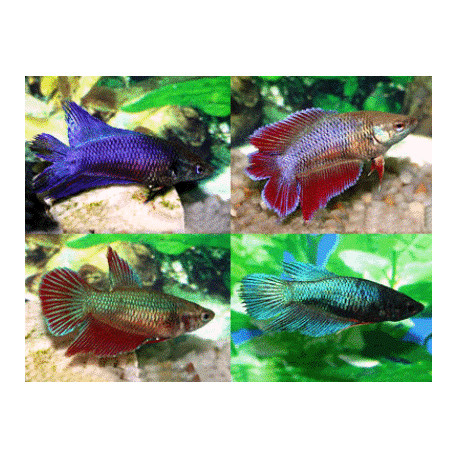 Combattant femelle assortiment de couleurs 4.00 cm betta splendens