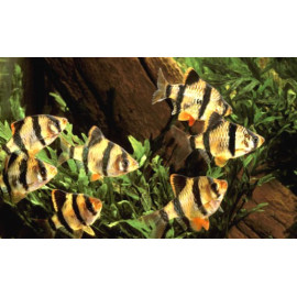 Barbus tigre  2.75 cm capoeta tetrazona