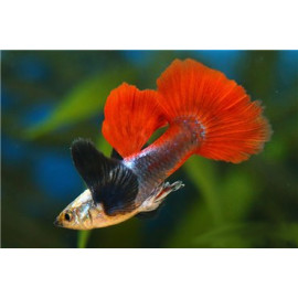 Guppy male dumbo ear red tail  3.50 cm poecilia reticulata