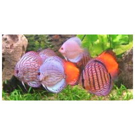 Discus Symphysodon Aequifaciatus 5.00 cm