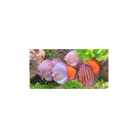 Discus Symphysodon Aequifaciatus 5.00 cm