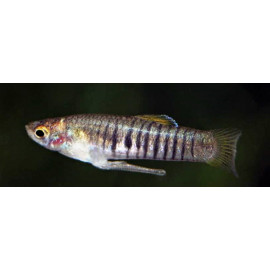 Neoheterandria elegans  2.00 cm