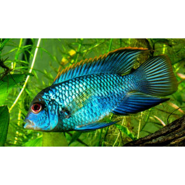 Aequidens pulcher - Acara...