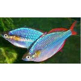 Melanotaenia praecox -- arc-en-ciel Bleu   2.5 cm